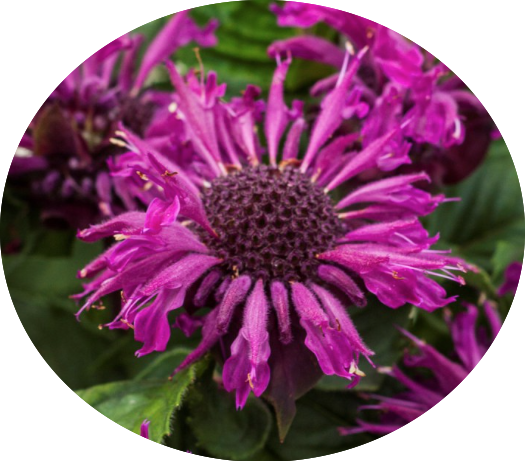 Monarda 'Donnerwolke  v.9