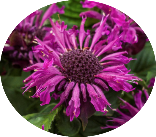 Monarda 'Donnerwolke  v.9