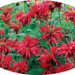 Monarda 'Cambridge Scarlet' vaso