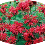 Monarda 'Cambridge Scarlet' vaso