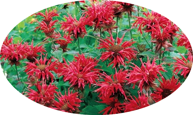 Monarda 'Cambridge Scarlet' vaso