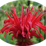 Monarda 'Cambridge Scarlet' vaso