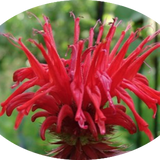 Monarda 'Cambridge Scarlet' vaso