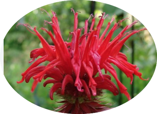 Monarda 'Cambridge Scarlet' vaso