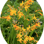 Crocosmia 'Buttercup' vaso