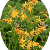 Crocosmia 'Buttercup' vaso