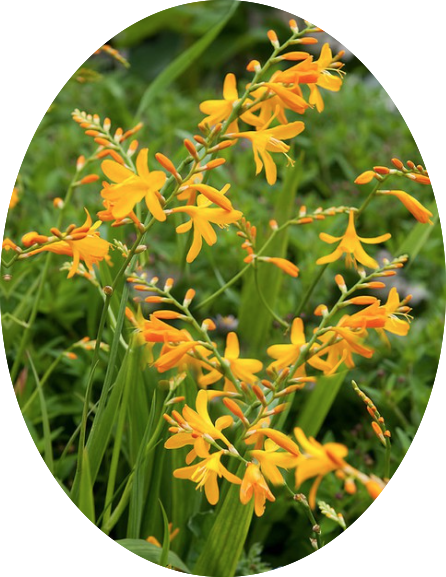 Crocosmia 'Buttercup' vaso