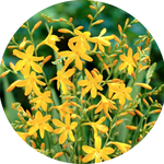 Crocosmia 'Buttercup' vaso