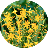 Crocosmia 'Buttercup' vaso