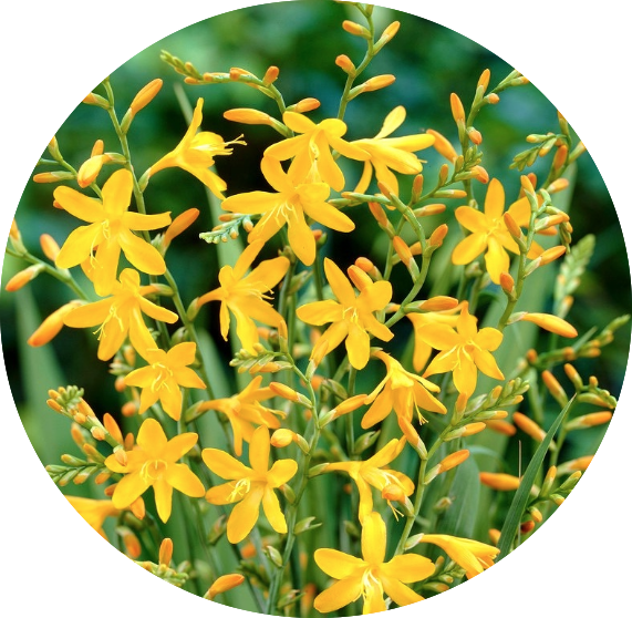 Crocosmia 'Buttercup' vaso