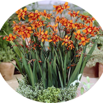 Crocosmia Emily McKenzie vaso 9