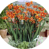 Crocosmia Emily McKenzie vaso 9