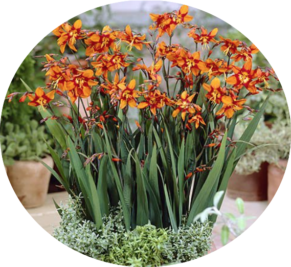 Crocosmia Emily McKenzie vaso 9