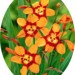 Crocosmia Emily McKenzie vaso 9