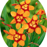 Crocosmia Emily McKenzie vaso 9
