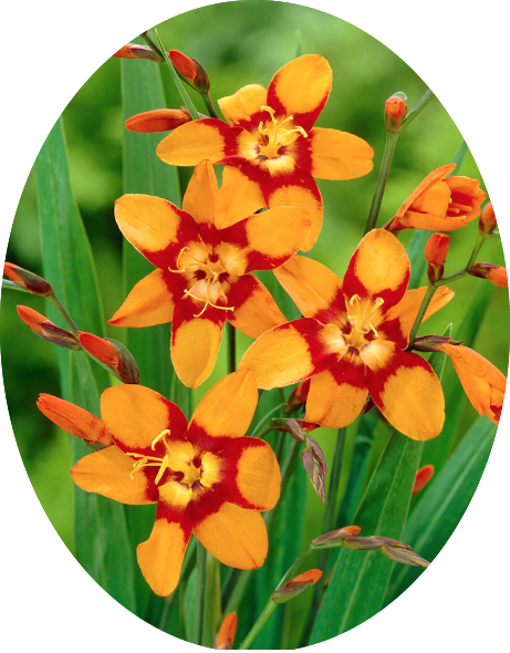 Crocosmia Emily McKenzie vaso 9