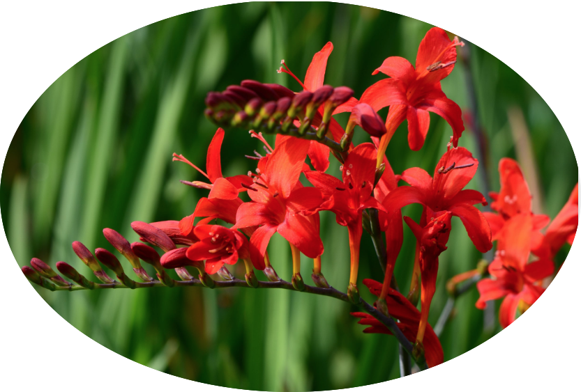Crocosmia Lucifer vaso 9