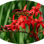 Crocosmia Lucifer vaso 9