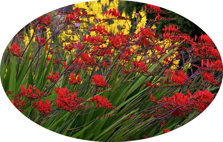 Crocosmia Lucifer vaso 9