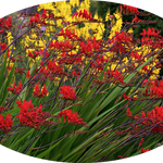 Crocosmia Lucifer vaso 9