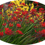Crocosmia Lucifer vaso 9