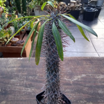 Pachypodium Geayi