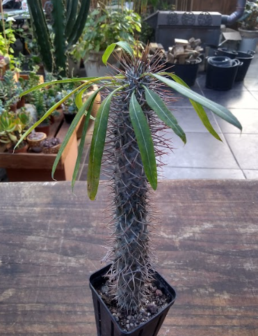 Pachypodium Geayi