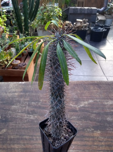 Pachypodium Geayi