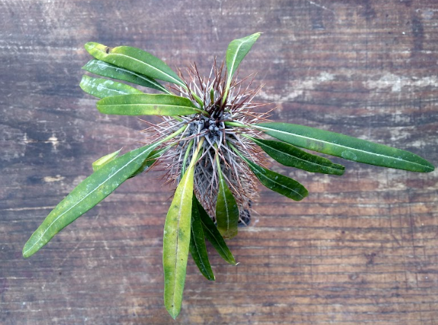 Pachypodium Geayi