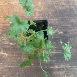 Pelargonium Mannina (PROFUMO SPEZIATO)