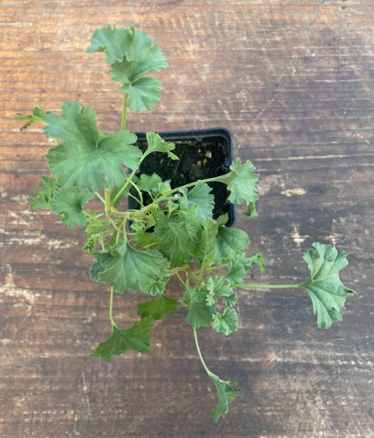 Pelargonium Mannina (PROFUMO SPEZIATO)