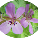 Pelargonium Atomic Snowflake vaso 10