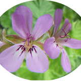 Pelargonium Atomic Snowflake vaso 10