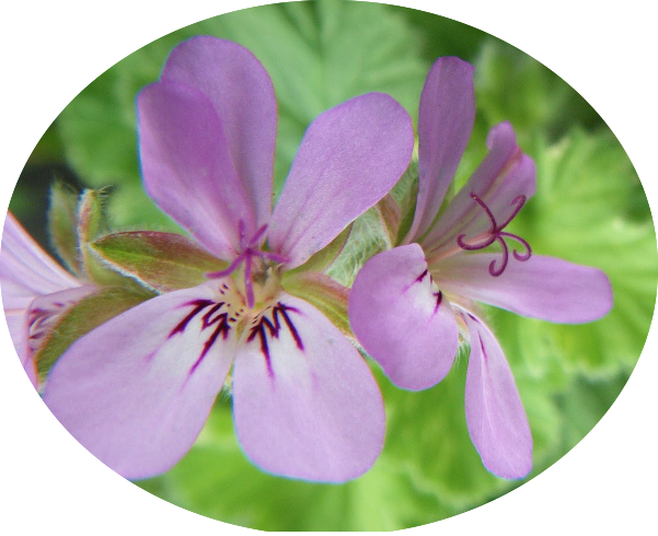 Pelargonium Atomic Snowflake vaso 10