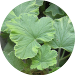 Pelargonium Atomic Snowflake vaso 10