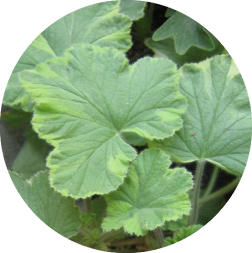 Pelargonium Atomic Snowflake vaso 10