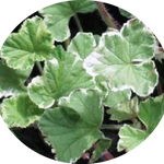 Pelargonium Atomic Snowflake vaso 10