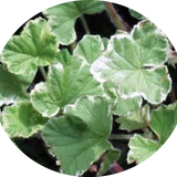 Pelargonium Atomic Snowflake vaso 10