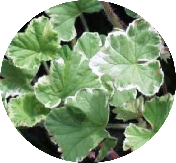 Pelargonium Atomic Snowflake vaso 10