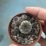 Sulcorebutia Rauschii