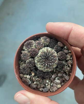 Sulcorebutia Rauschii