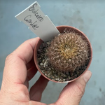 Sulcorebutia Candiae