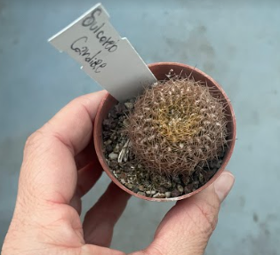 Sulcorebutia Candiae