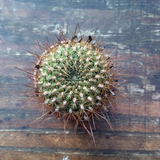 Sulcorebutia Totorensis