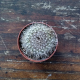 Rebutia gibbulosa