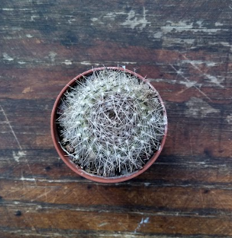 Rebutia gibbulosa