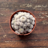 Rebutia heliosa x albiflora
