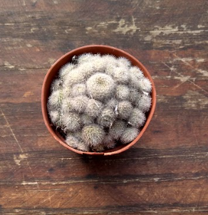 Rebutia heliosa x albiflora