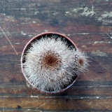 Rebutia fulviseta