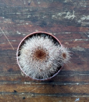 Rebutia fulviseta